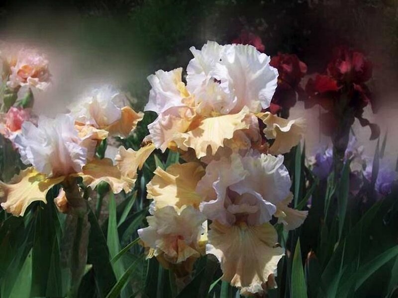 Iris Flowers in Bloom — White