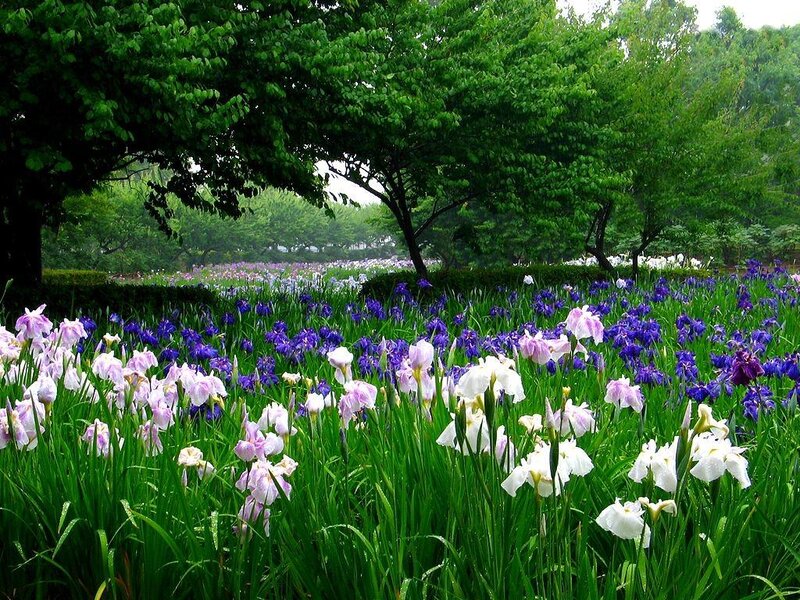 Iris Flowers in Field