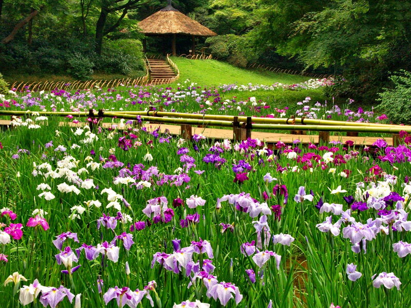 Iris Flowers in Garden — Green