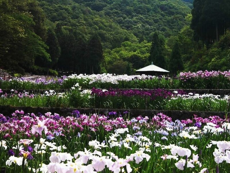 Iris Flowers in Garden