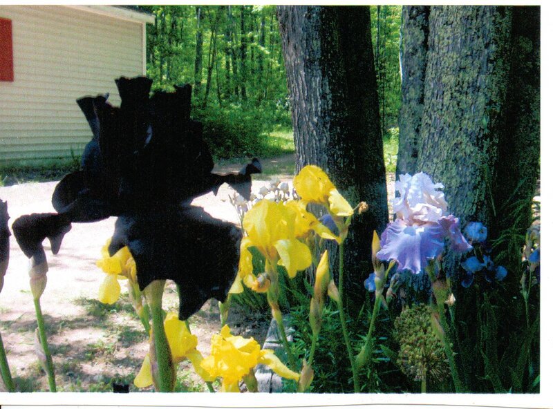 Iris Flowers in Garden — Yellow