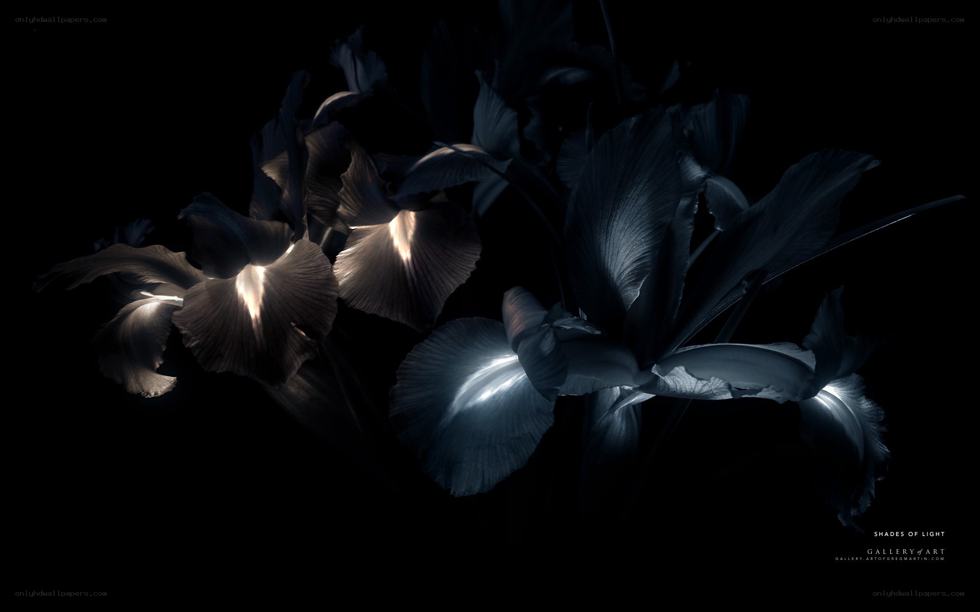 Iris flowers in shadow