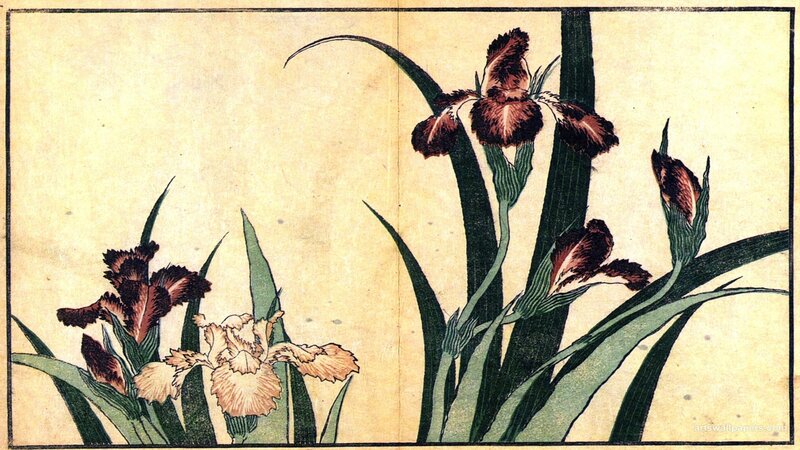 Iris flowers in traditional Japanese art