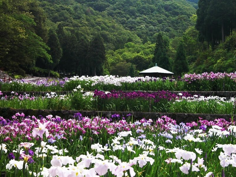 Iris garden in a forest
