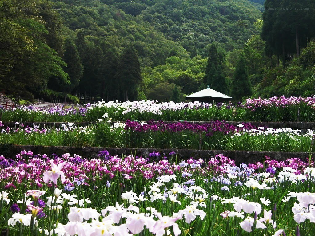 Iris garden in a forest