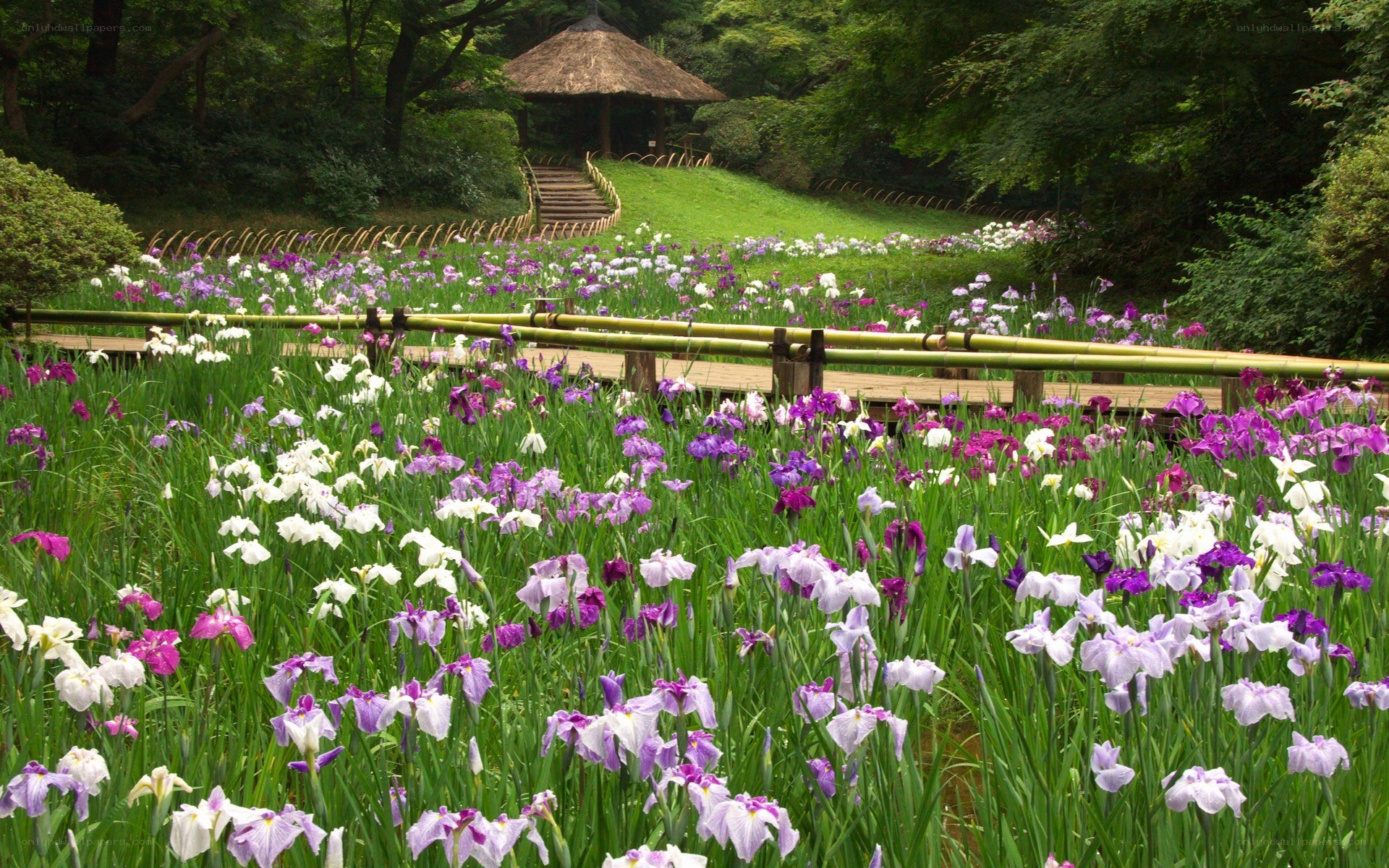 Iris garden with thatched gazebo