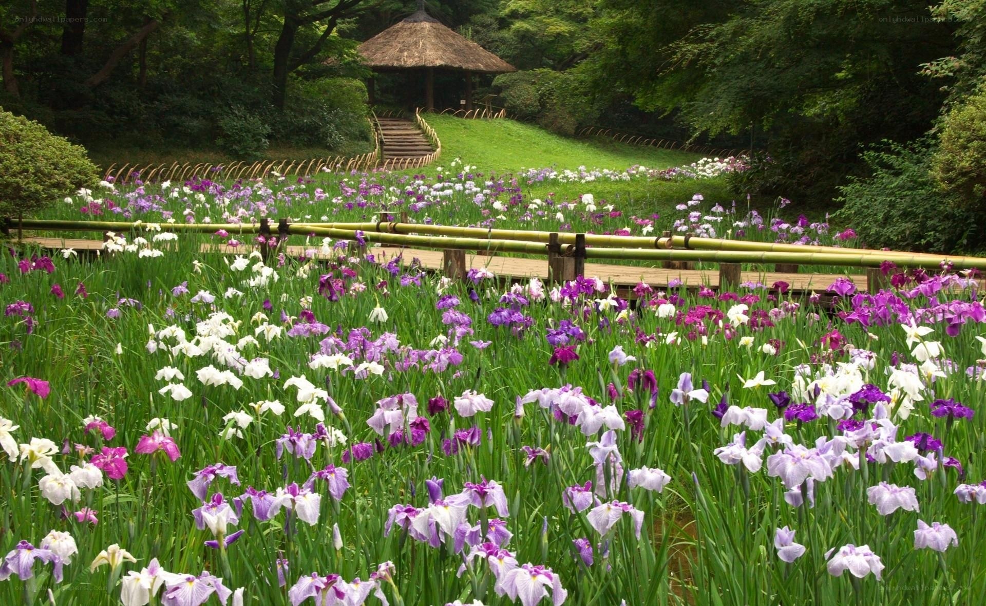 Iris garden with thatched gazebo