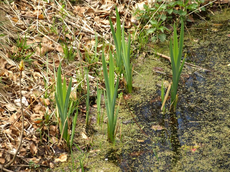 Iris Plants in Pond