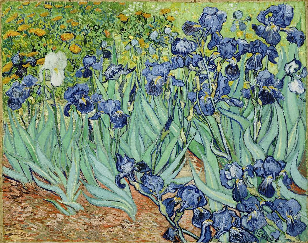 Irises in a Garden