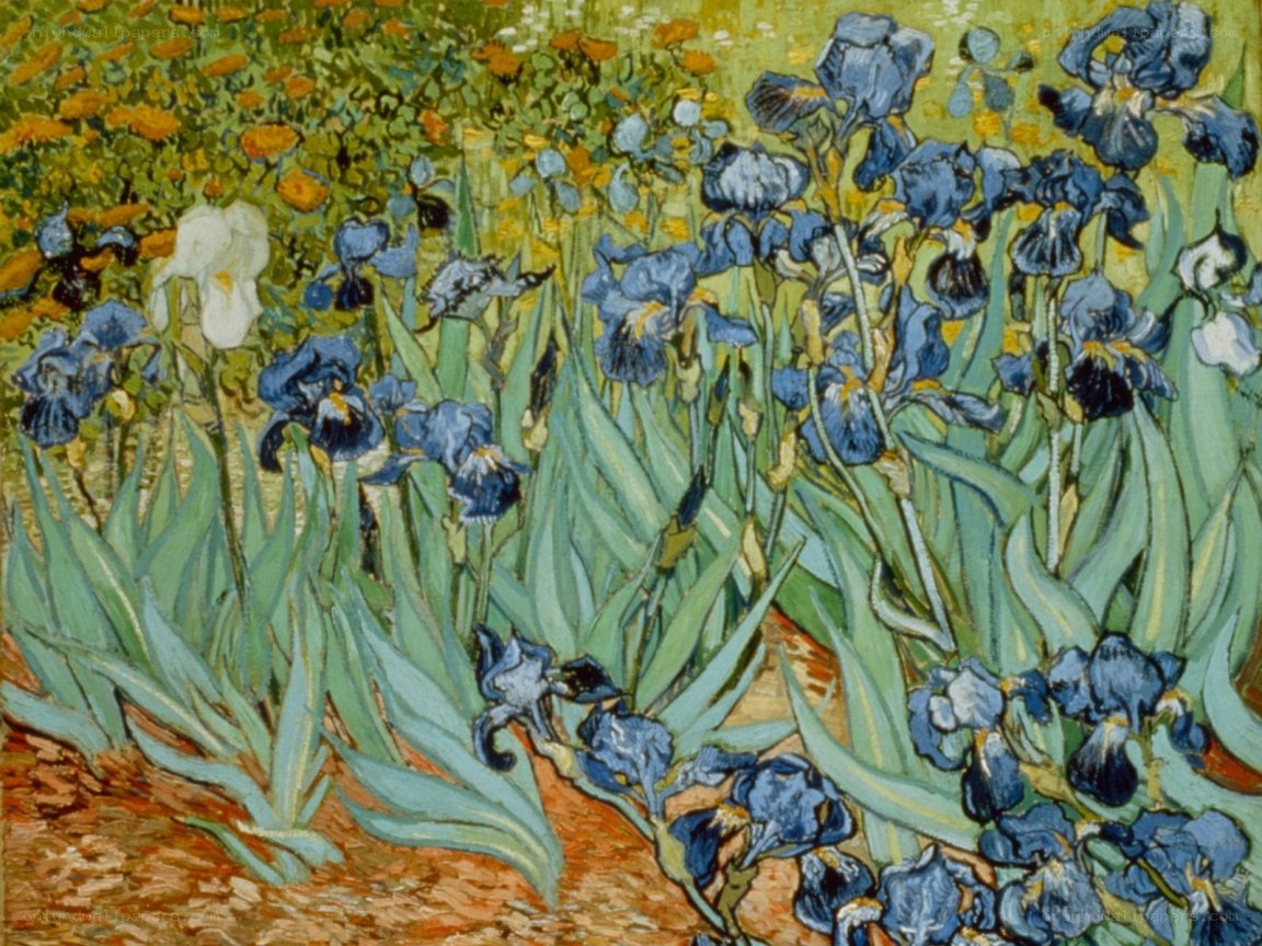 Irises in a Garden