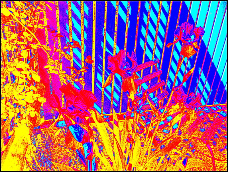 Irises in Garden