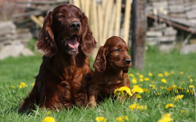 Irish Setter Dog and Puppy
