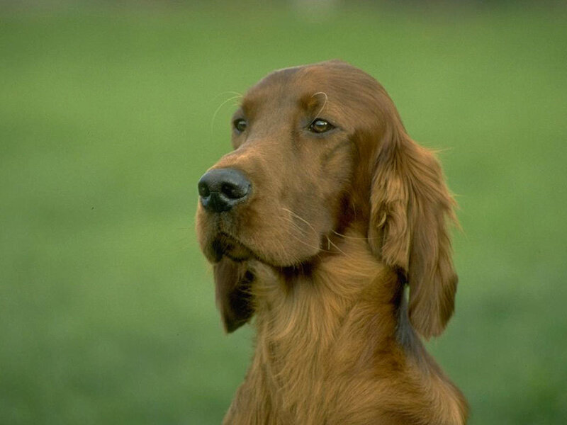 Irish Setter dog portrait