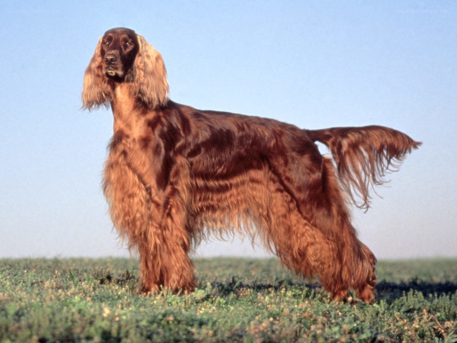 Irish Setter in a field