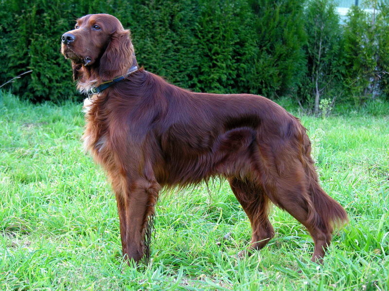 Irish Setter in a grassy field