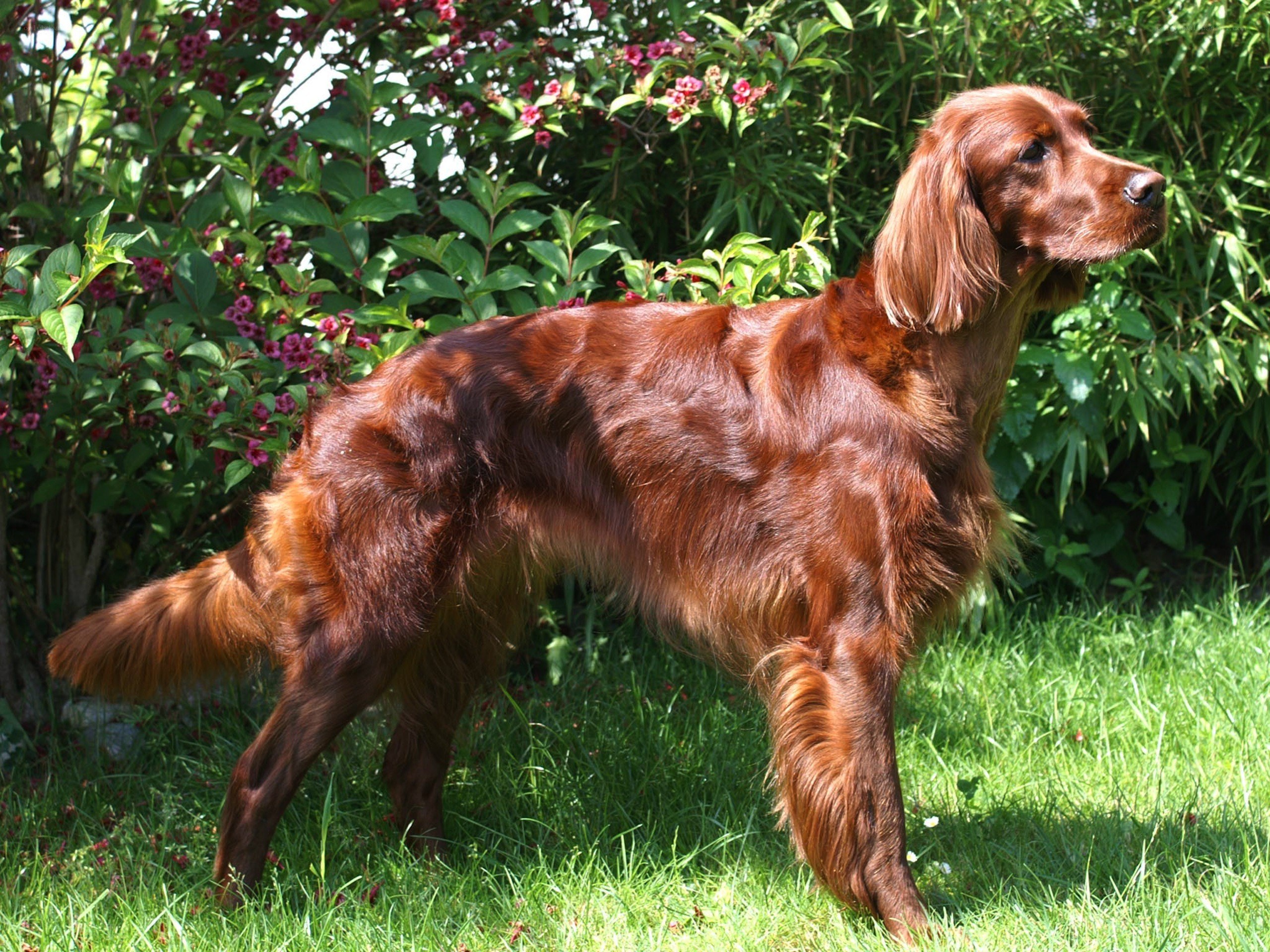 Irish Setter in garden