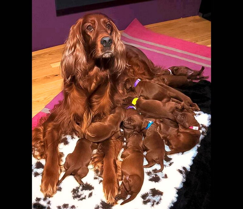 Irish Setter Mother with Puppies
