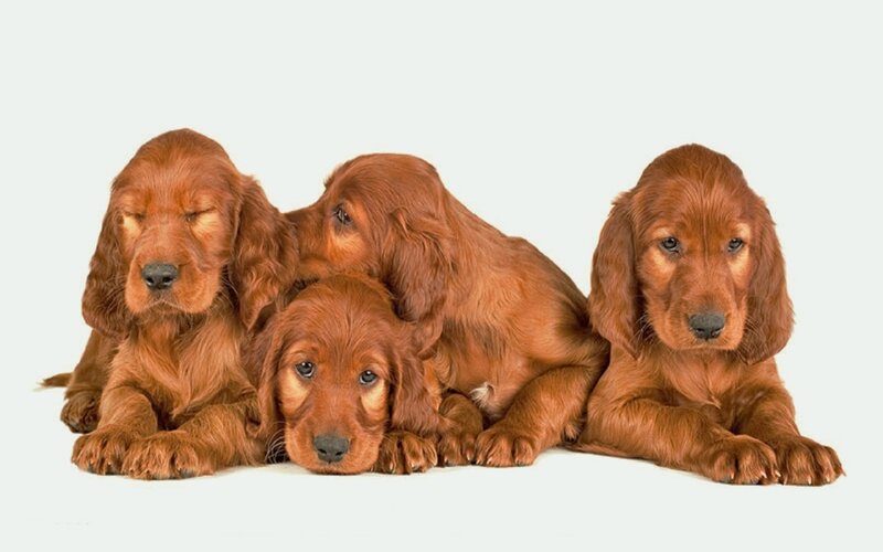 Irish Setter Puppies