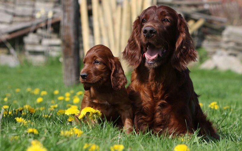 Irish Setter Puppy and Adult