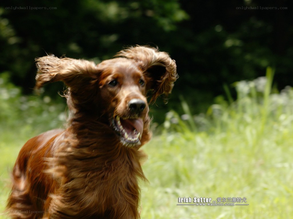Irish Setter running in grass