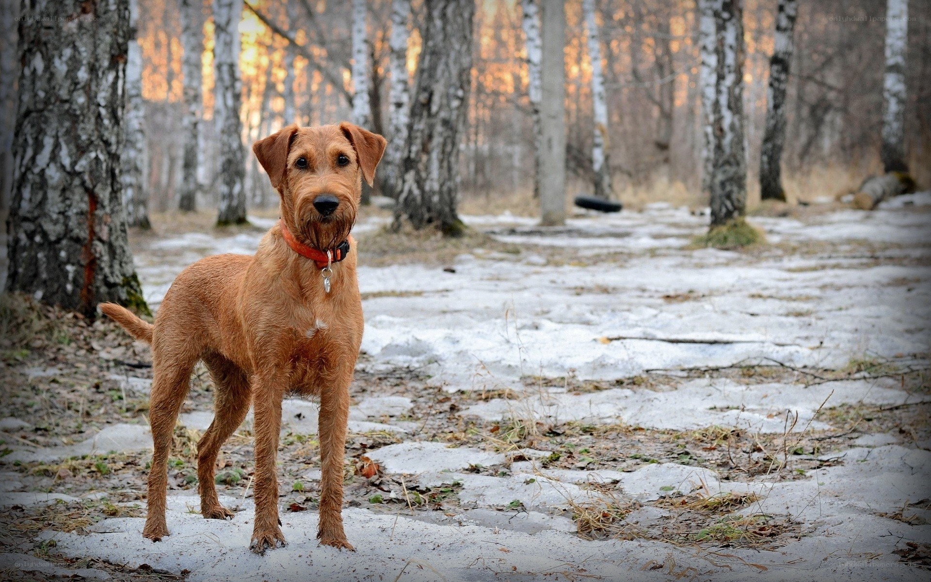 Irish Terrier in snowy forest