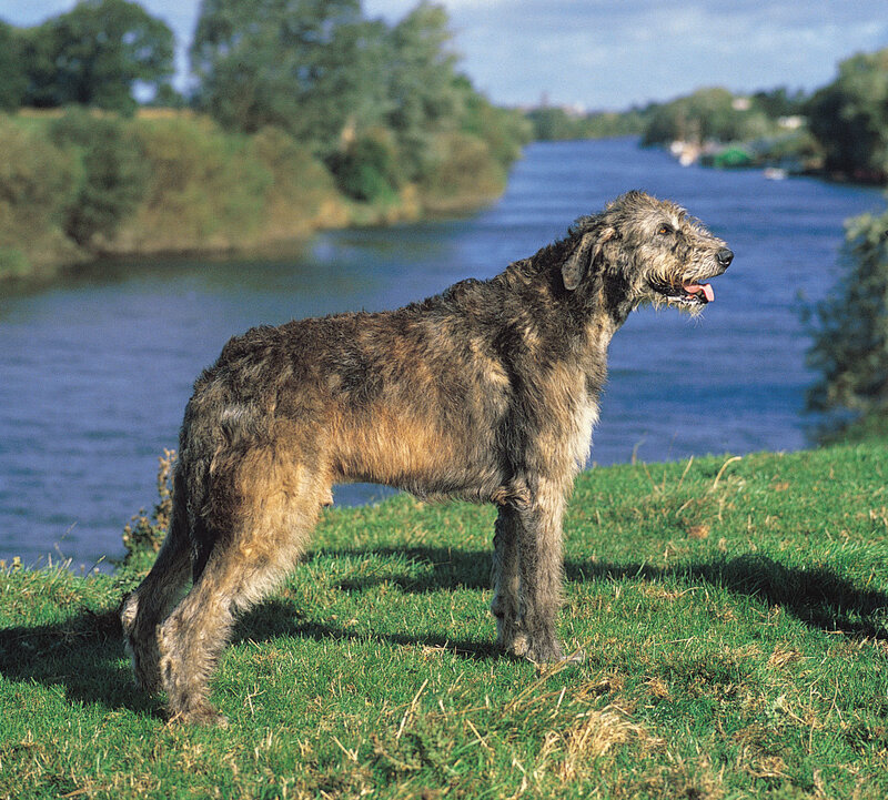 Irish Wolfhound by a river