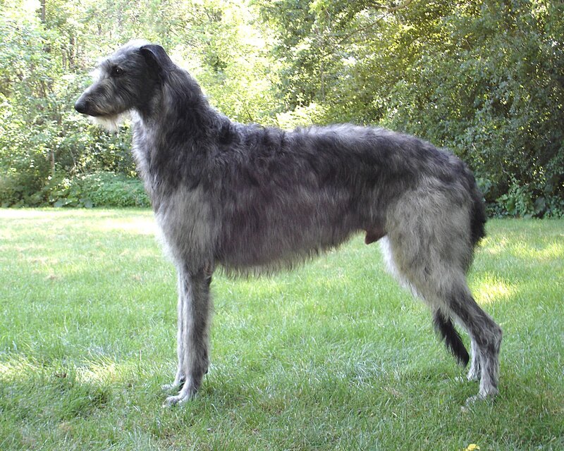 Irish Wolfhound