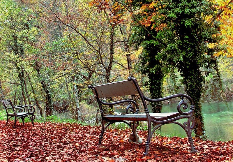 Iron Benches in Forest