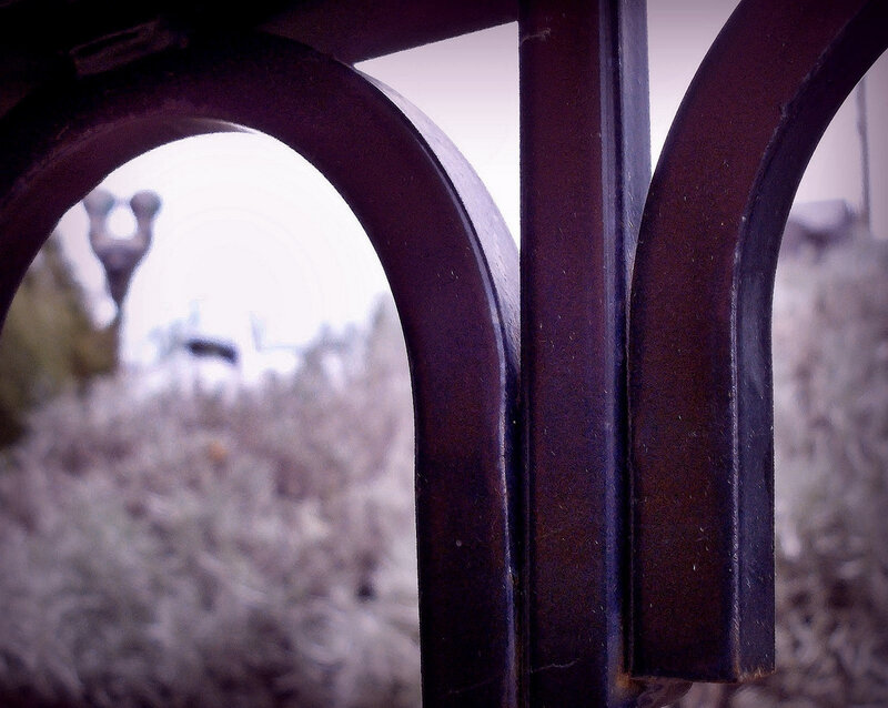 Iron fence arches in a garden