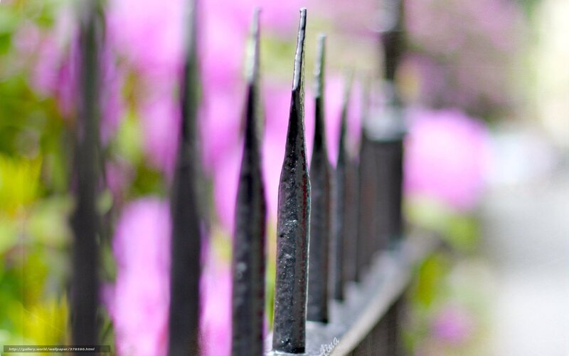 Iron fence spikes with pink flowers
