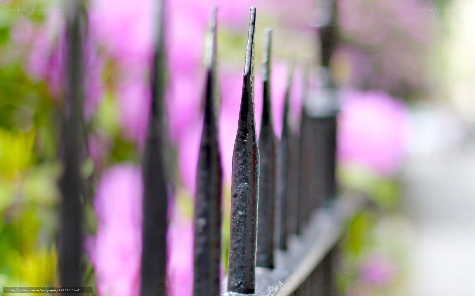 Iron fence spikes with pink flowers