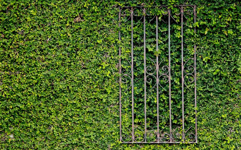 iron gate on green hedge