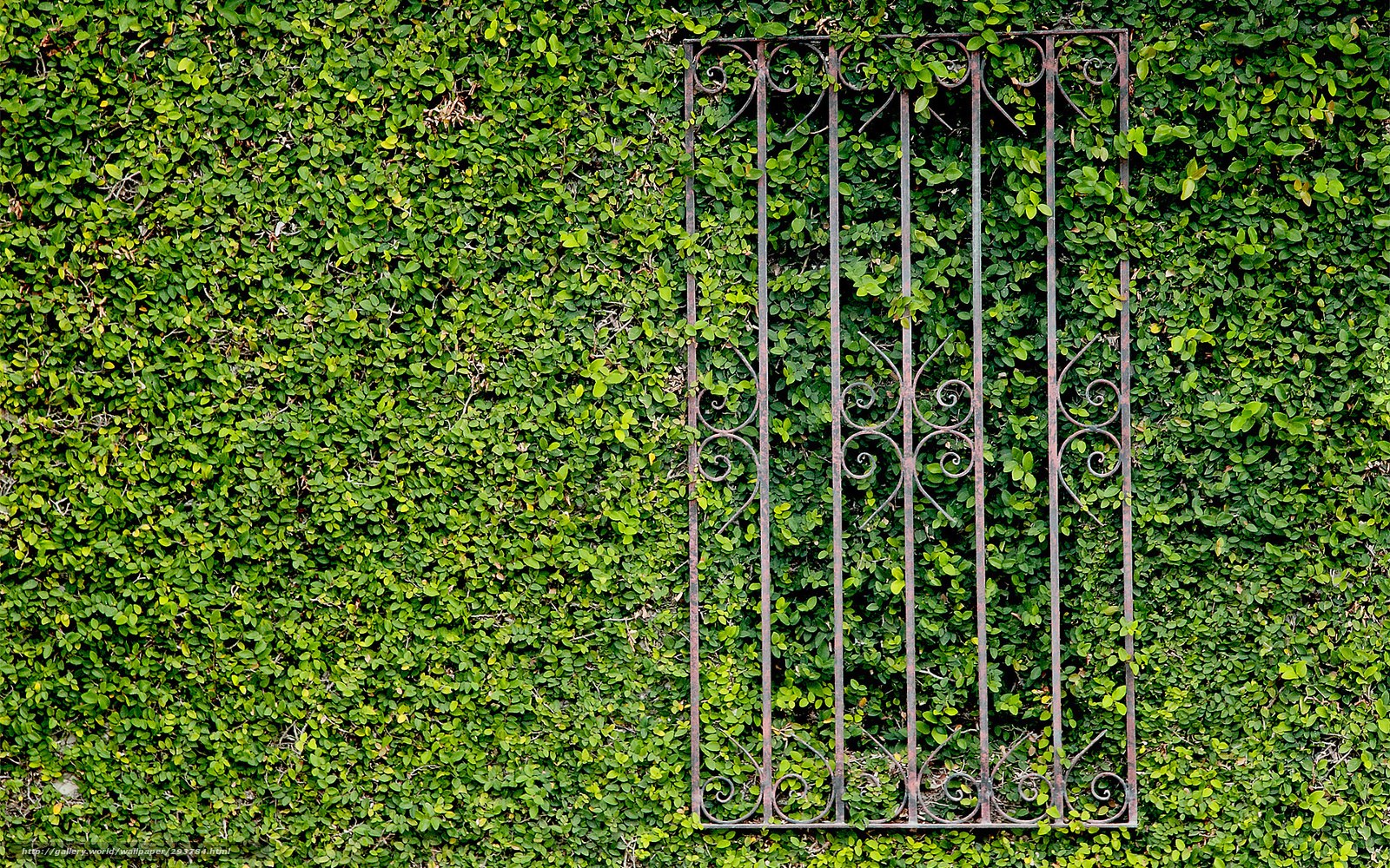 Iron gate on green hedge wall