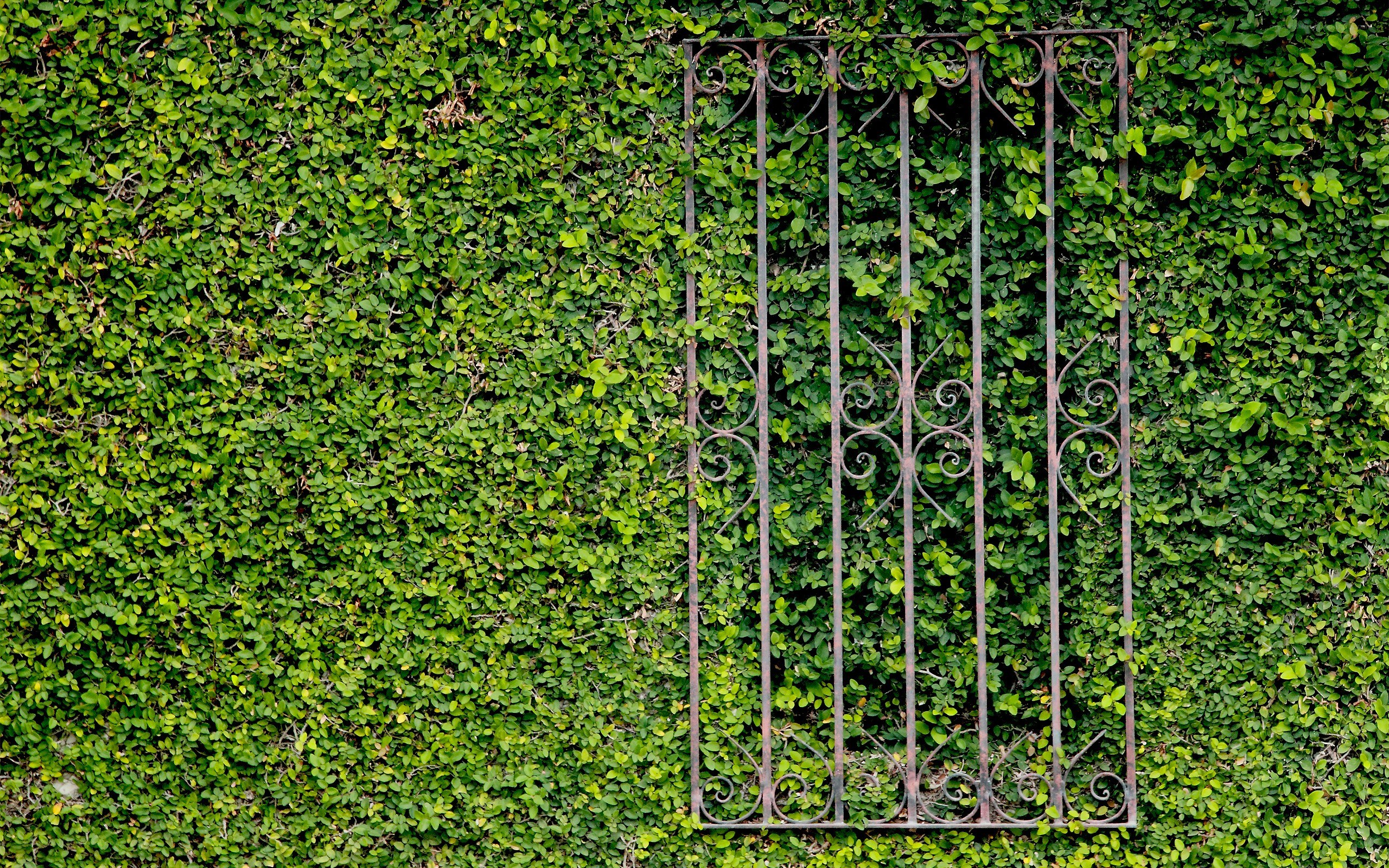 iron gate on green hedge