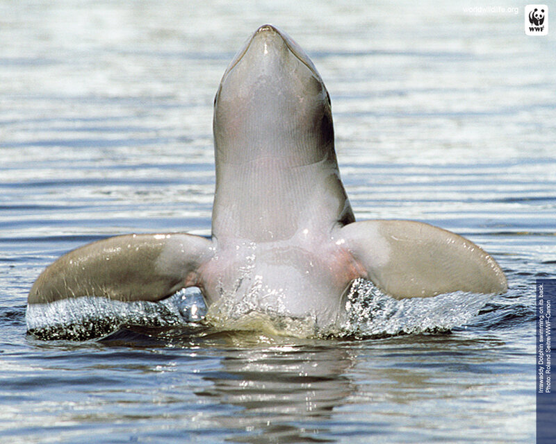 Irrawaddy Dolphin