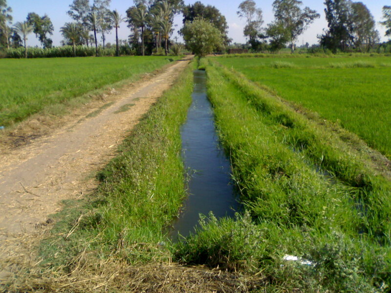 Irrigation Canal in Field
