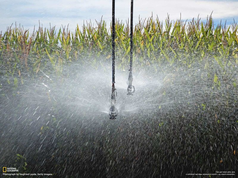 Irrigation in a cornfield