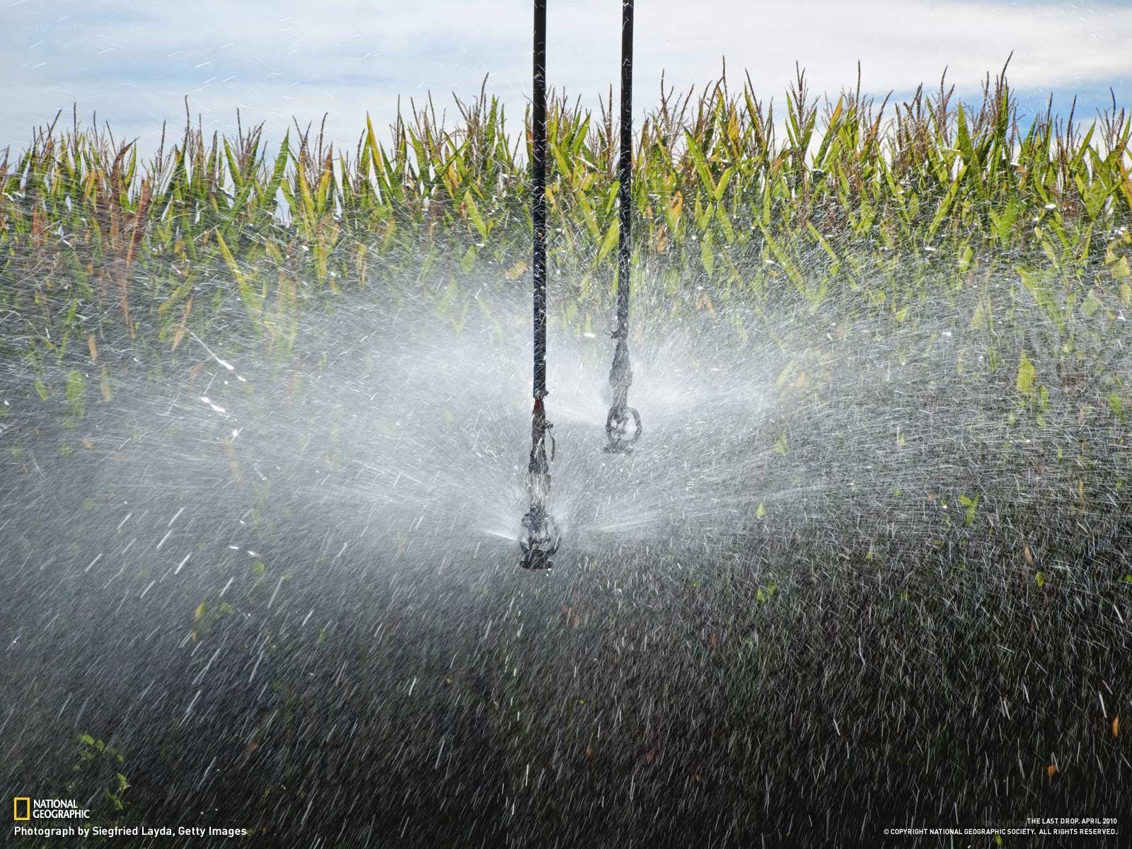 Irrigation in a cornfield
