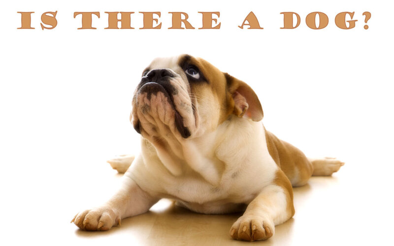 Is there a dog?
