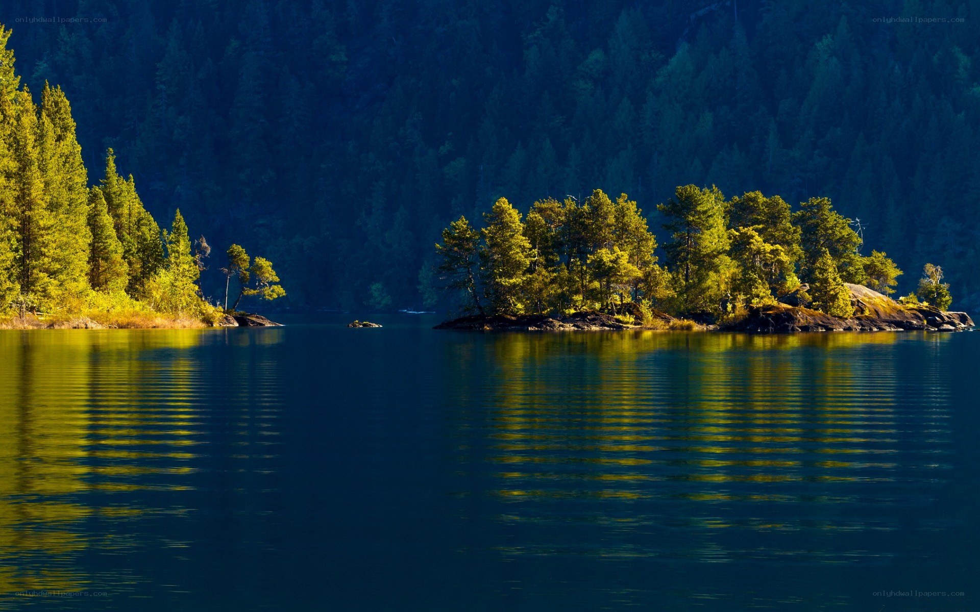 Island in a forest lake