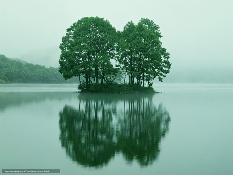 Island of trees in misty lake