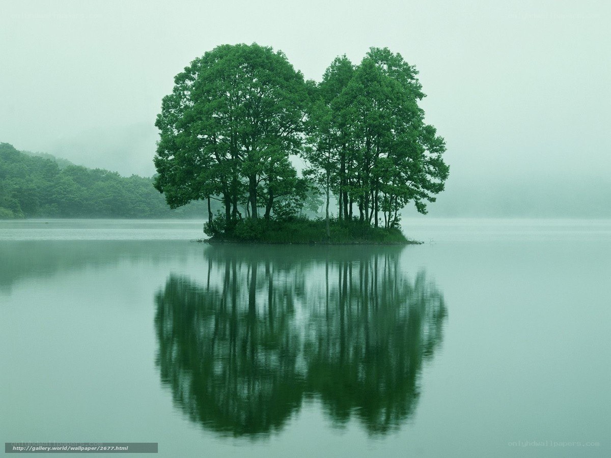 Island of trees in misty lake