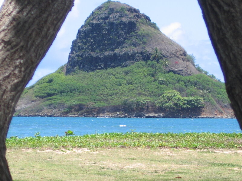 Island view through tree trunks