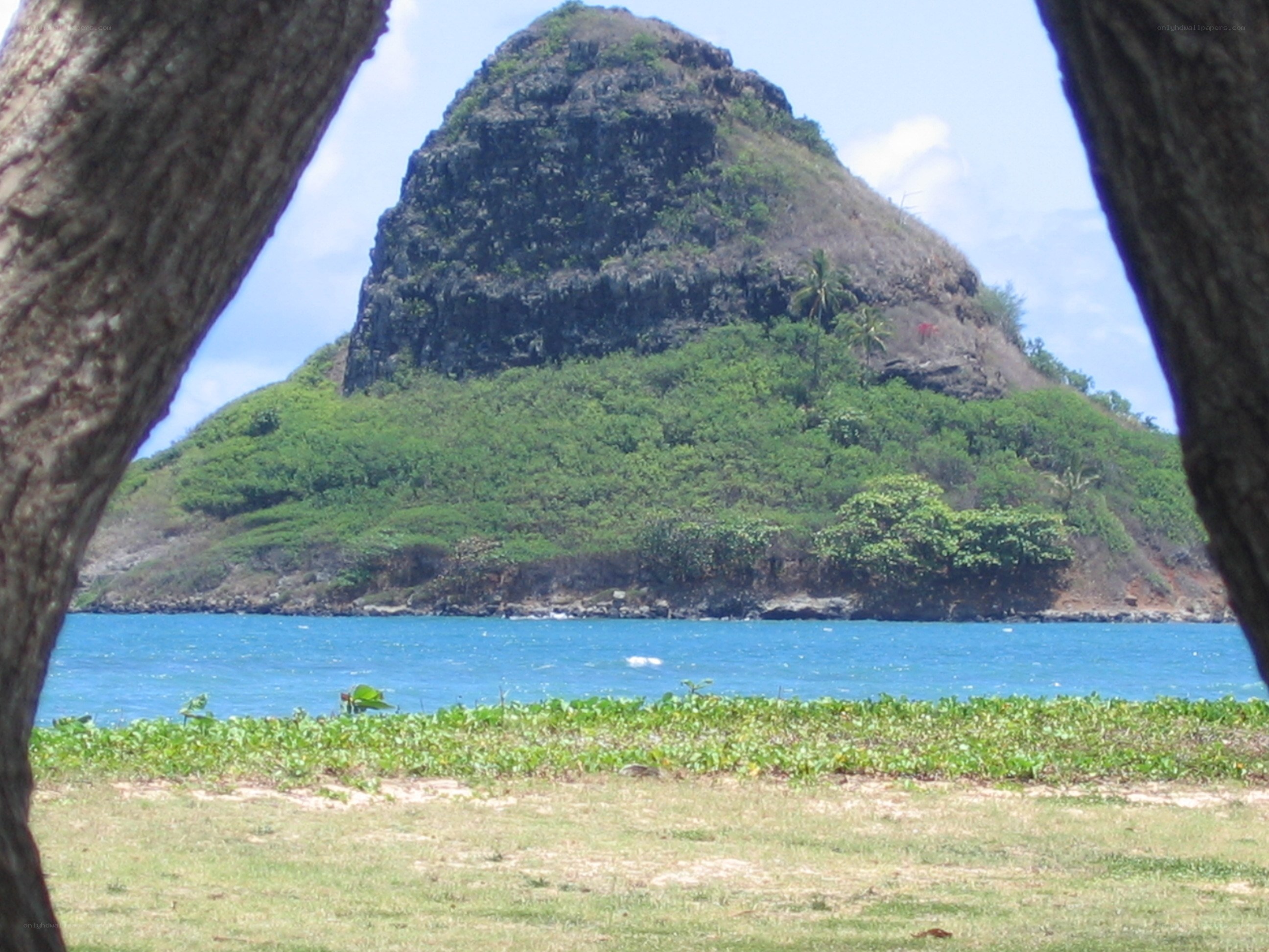Island view through tree trunks