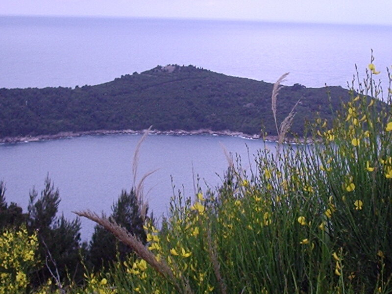 Island view with yellow flowers
