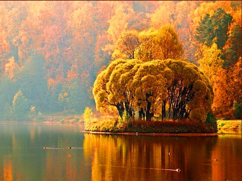 Island with Autumn Trees — Orange