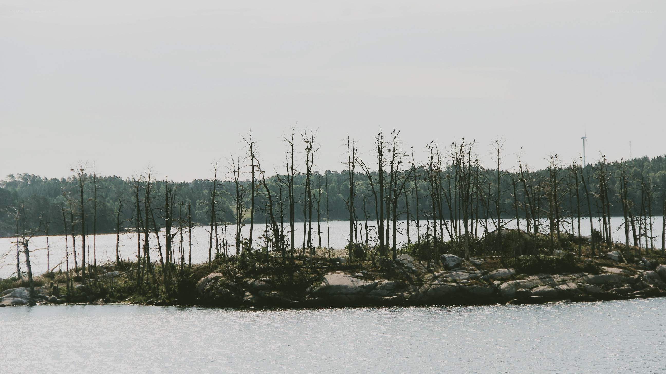 Island with bare trees