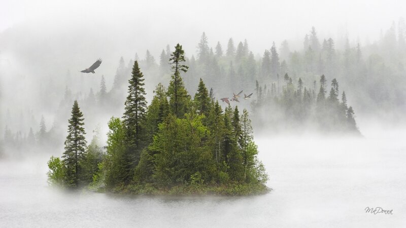 Island with Evergreen Trees — Green, Misty