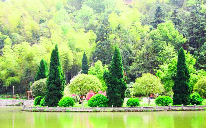 Island with Evergreen Trees — Green, Serene