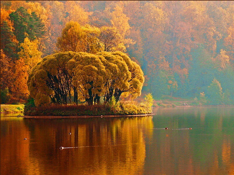 Island with Golden Trees